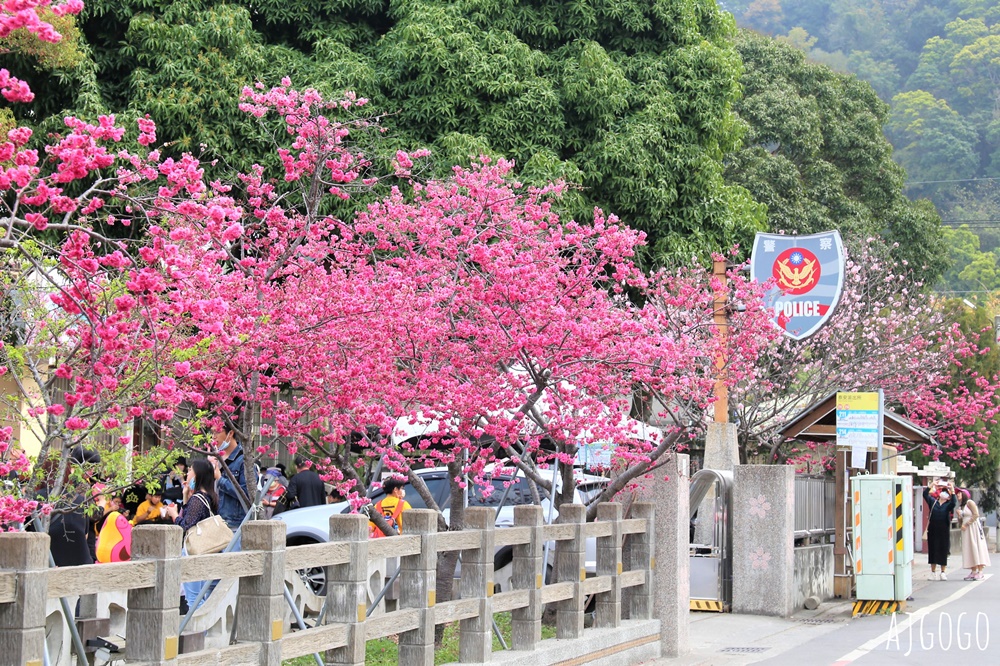 2026台中景點 泰安派出所櫻花林、泰安鐵道文化園區半日遊 每年2月底盛開 @AJ的旅行地圖