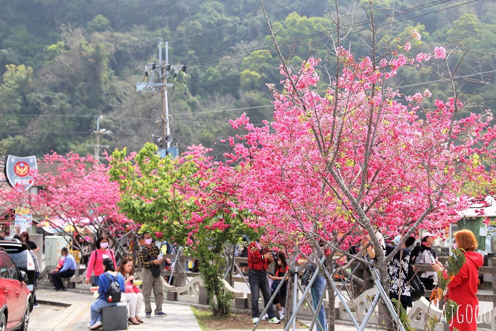 2026台中景點 泰安派出所櫻花林、泰安鐵道文化園區半日遊 每年2月底盛開