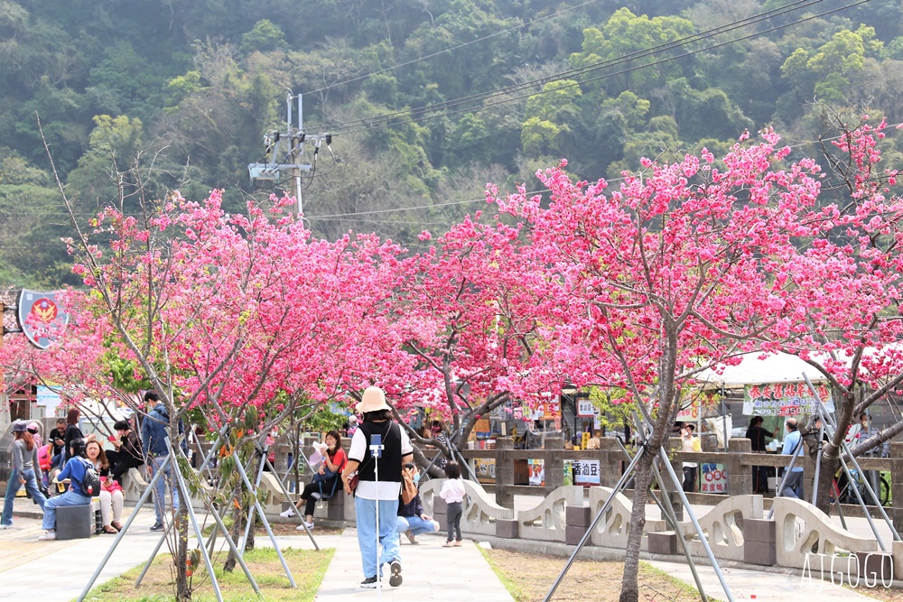 2026台中景點 泰安派出所櫻花林、泰安鐵道文化園區半日遊 每年2月底盛開
