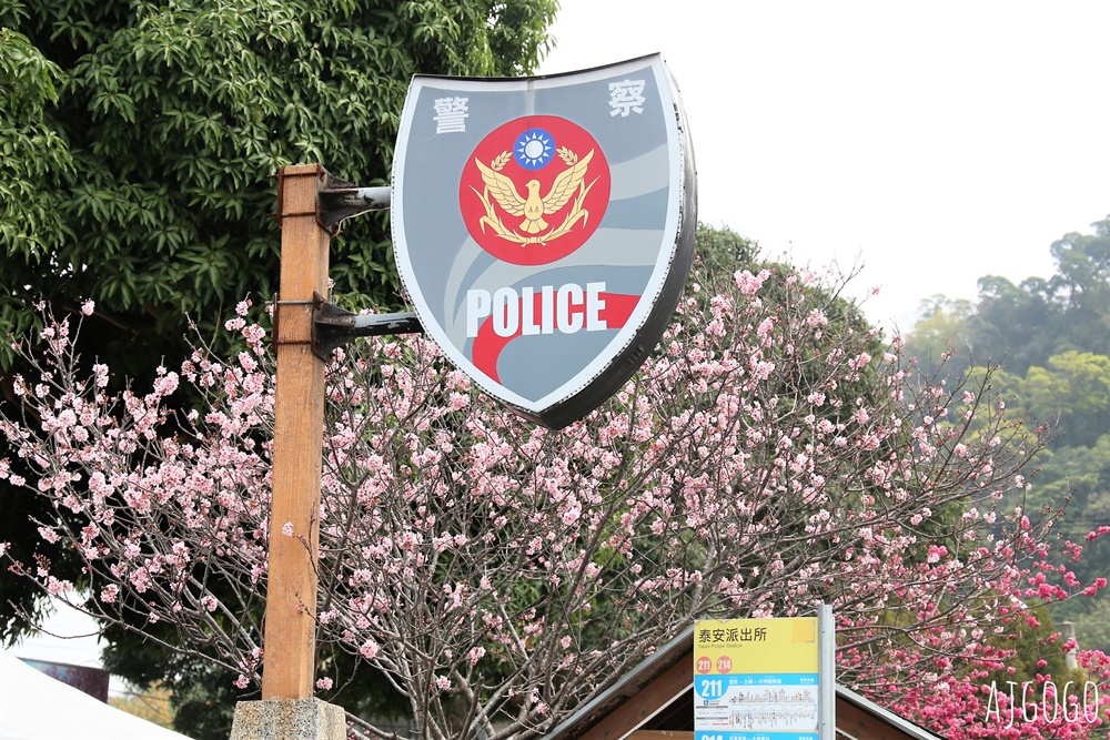 2026台中景點 泰安派出所櫻花林、泰安鐵道文化園區半日遊 每年2月底盛開