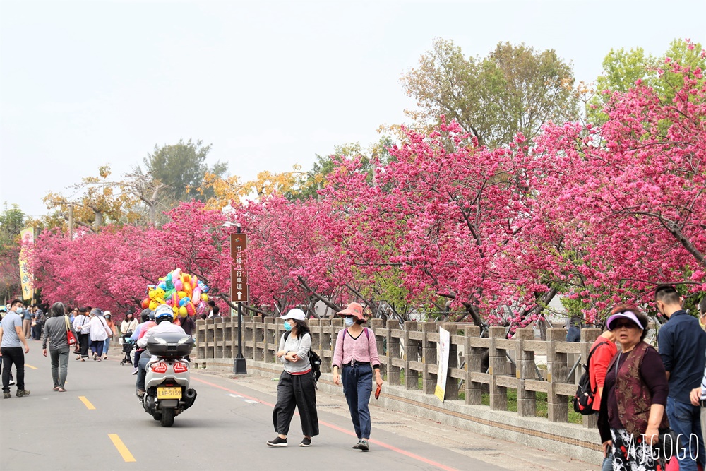 2026台中景點 泰安派出所櫻花林、泰安鐵道文化園區半日遊 每年2月底盛開