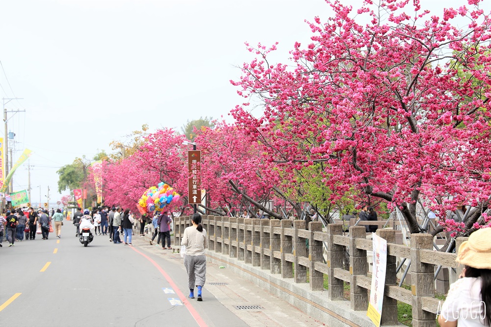 2026台中景點 泰安派出所櫻花林、泰安鐵道文化園區半日遊 每年2月底盛開