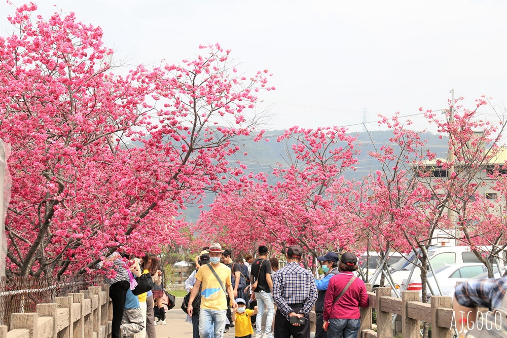 2026台中景點 泰安派出所櫻花林、泰安鐵道文化園區半日遊 每年2月底盛開