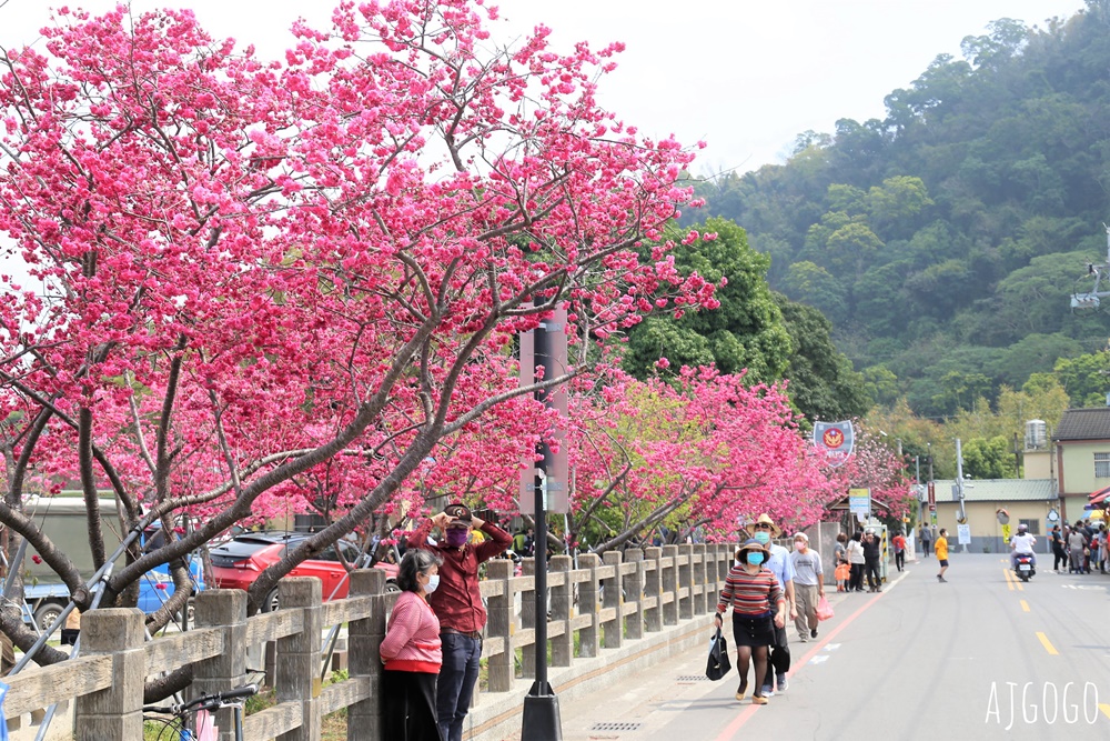 2026台中景點 泰安派出所櫻花林、泰安鐵道文化園區半日遊 每年2月底盛開