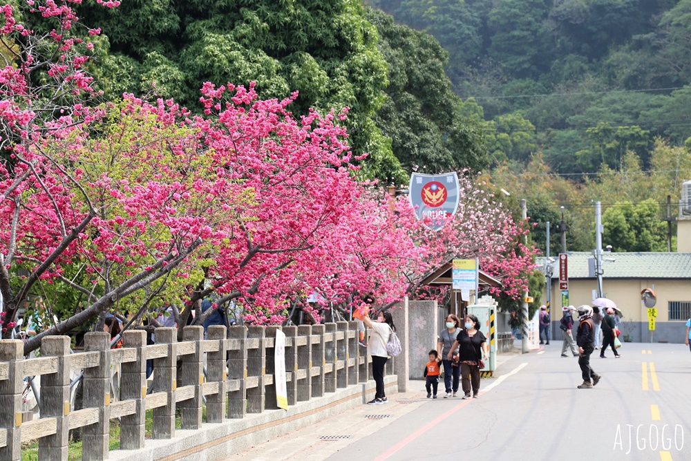 2026台中景點 泰安派出所櫻花林、泰安鐵道文化園區半日遊 每年2月底盛開