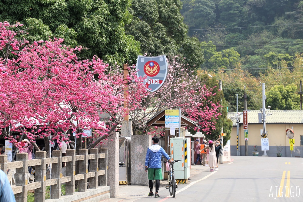 2026台中景點 泰安派出所櫻花林、泰安鐵道文化園區半日遊 每年2月底盛開