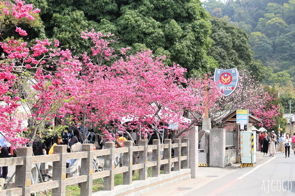 2026台中景點 泰安派出所櫻花林、泰安鐵道文化園區半日遊 每年2月底盛開