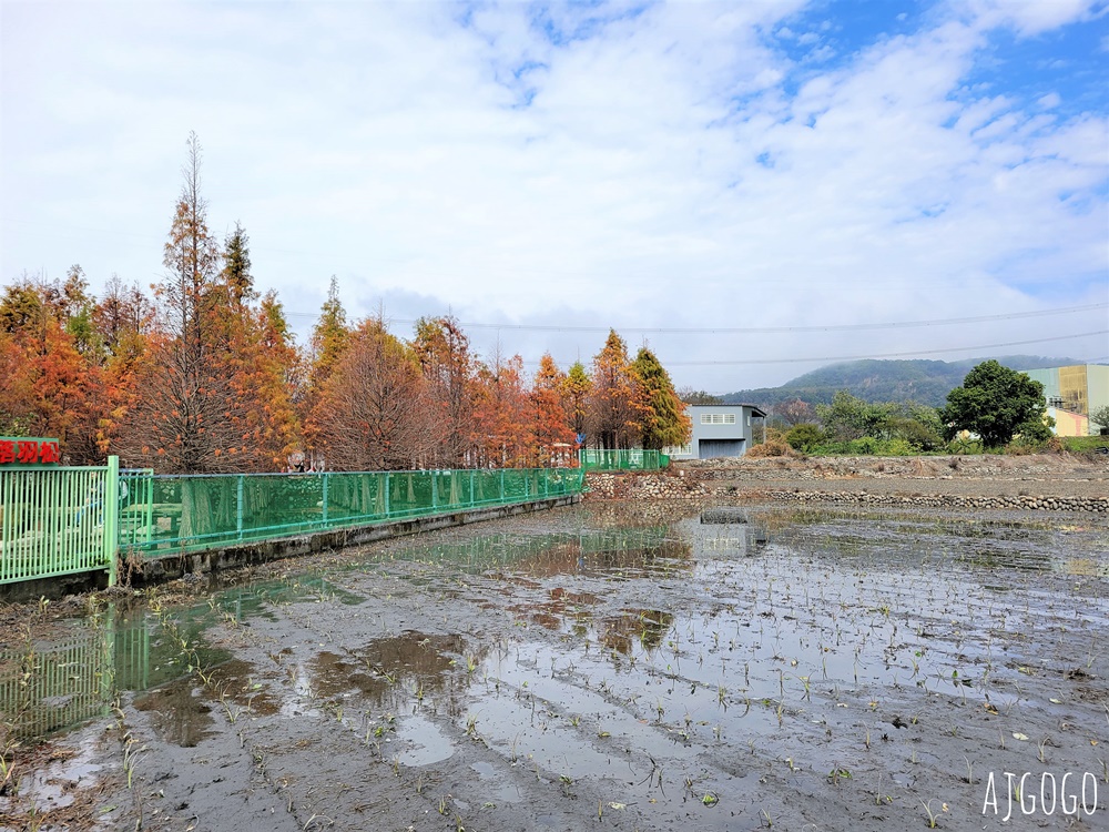 2026台中景點 泰安派出所櫻花林、泰安鐵道文化園區半日遊 每年2月底盛開