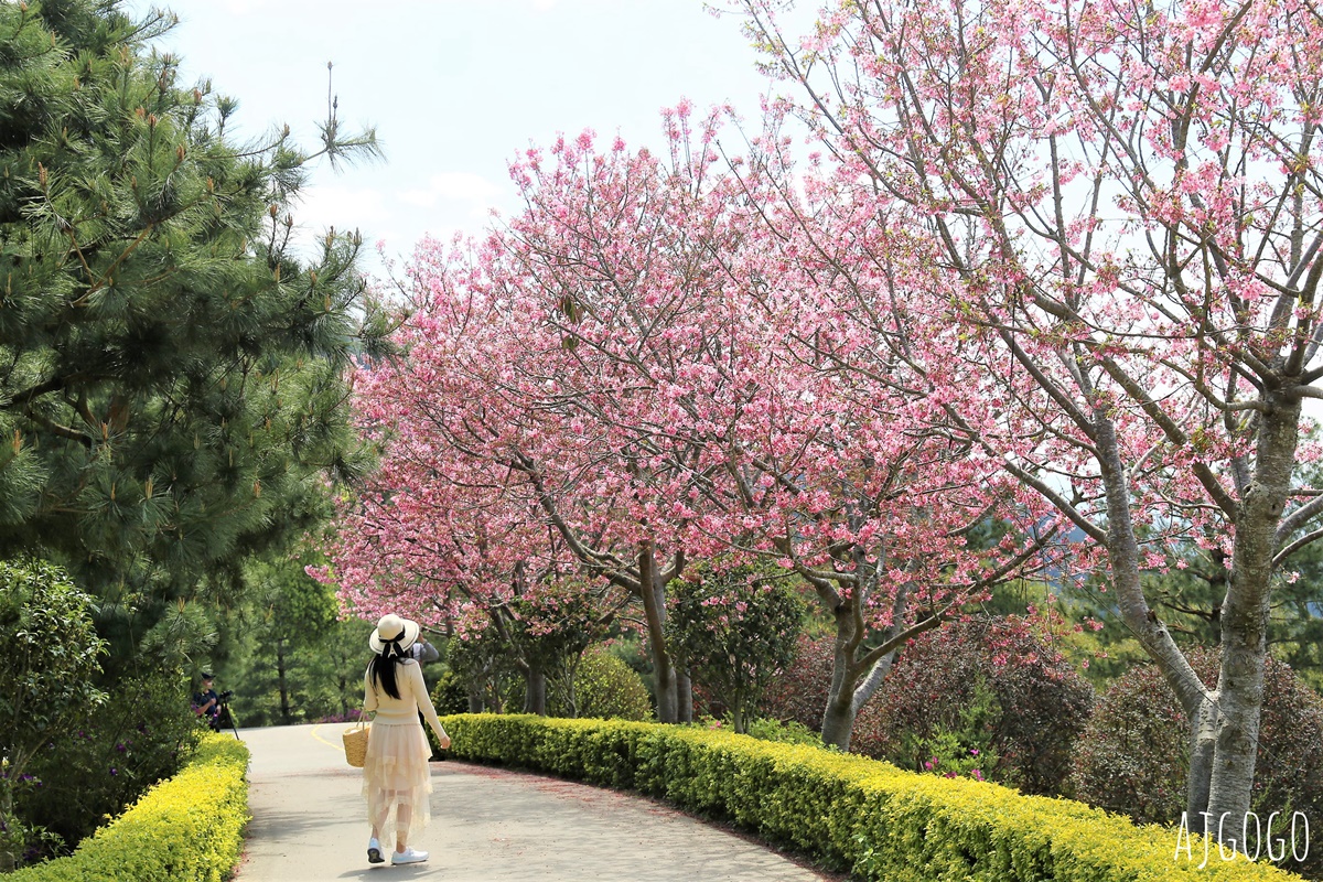 2026苗栗景點 蓮臺山妙音淨苑 清幽的賞櫻勝地 八重櫻、昭和櫻 每年2~3月盛開 @AJ的旅行地圖