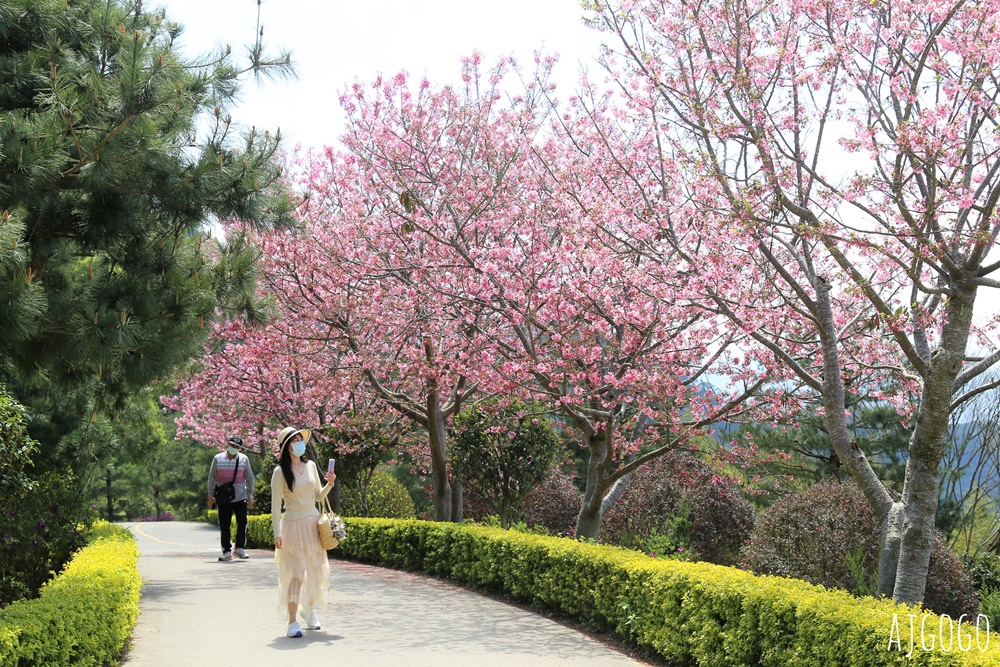 2026苗栗景點 蓮臺山妙音淨苑 清幽的賞櫻勝地 八重櫻、昭和櫻 每年2~3月盛開 2026苗栗景點 蓮臺山妙音淨苑 清幽的賞櫻勝地 八重櫻、昭和櫻 每年2~3月盛開