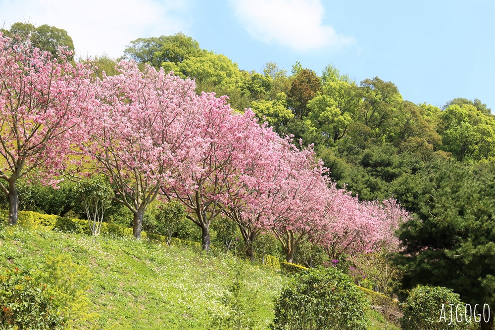 2026苗栗景點 蓮臺山妙音淨苑 清幽的賞櫻勝地 八重櫻、昭和櫻 每年2~3月盛開 2026苗栗景點 蓮臺山妙音淨苑 清幽的賞櫻勝地 八重櫻、昭和櫻 每年2~3月盛開