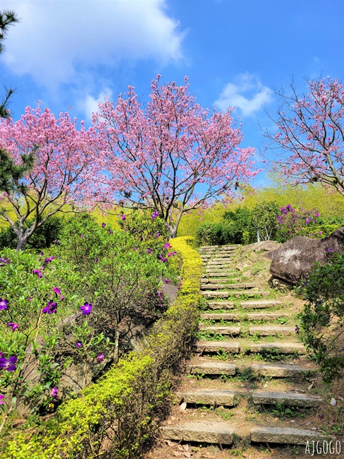 2026苗栗景點 蓮臺山妙音淨苑 清幽的賞櫻勝地 八重櫻、昭和櫻 每年2~3月盛開