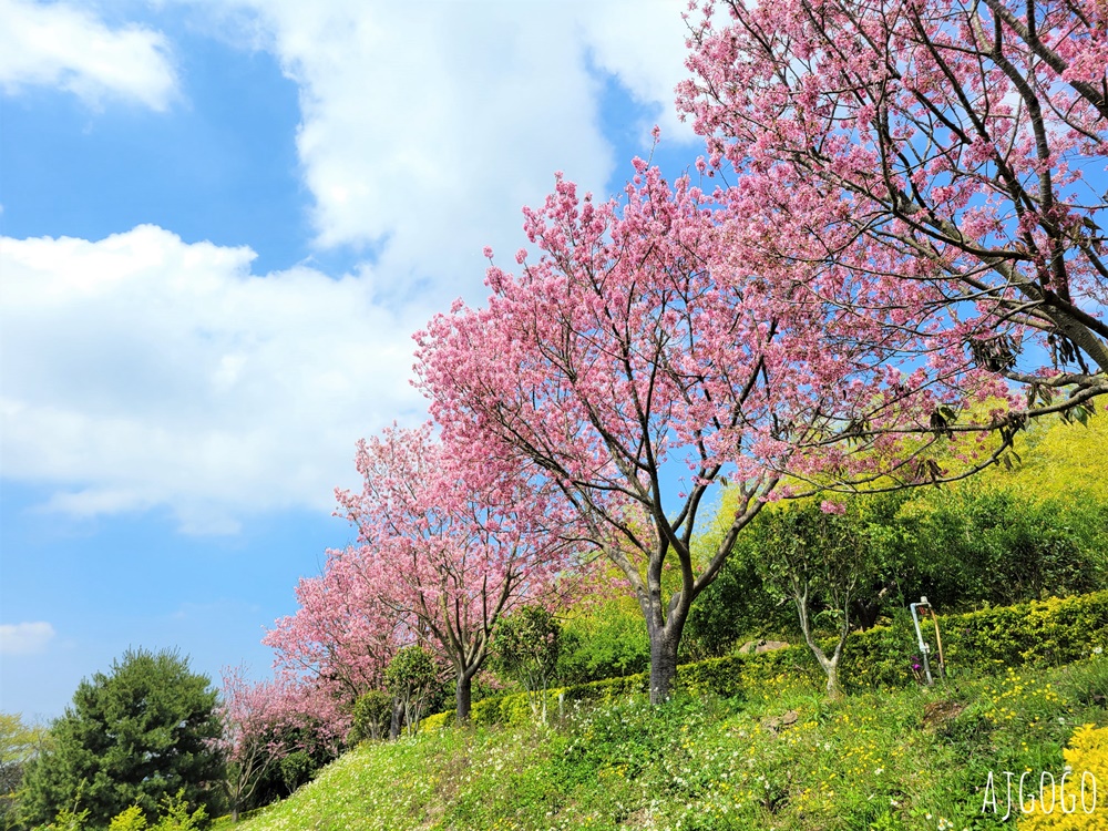 2026苗栗景點 蓮臺山妙音淨苑 清幽的賞櫻勝地 八重櫻、昭和櫻 每年2~3月盛開