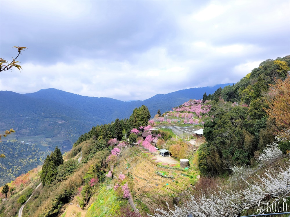 2026桃園景點 恩愛農場 桃園拉拉山櫻花季 富士櫻、千島櫻接力盛開