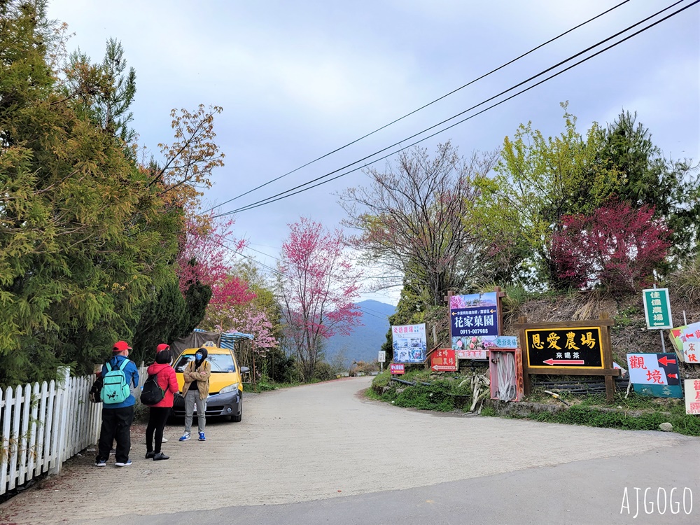 2026桃園景點 恩愛農場 桃園拉拉山櫻花季 富士櫻、千島櫻接力盛開