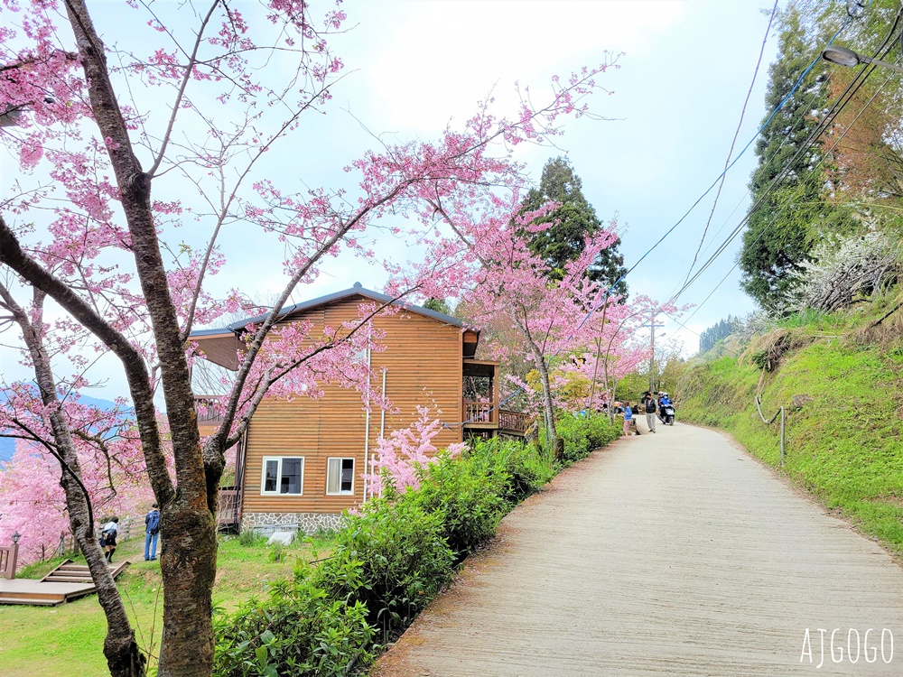 2026桃園景點 恩愛農場 桃園拉拉山櫻花季 富士櫻、千島櫻接力盛開