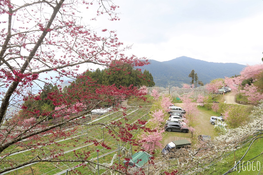 2026桃園景點 恩愛農場 桃園拉拉山櫻花季 富士櫻、千島櫻接力盛開
