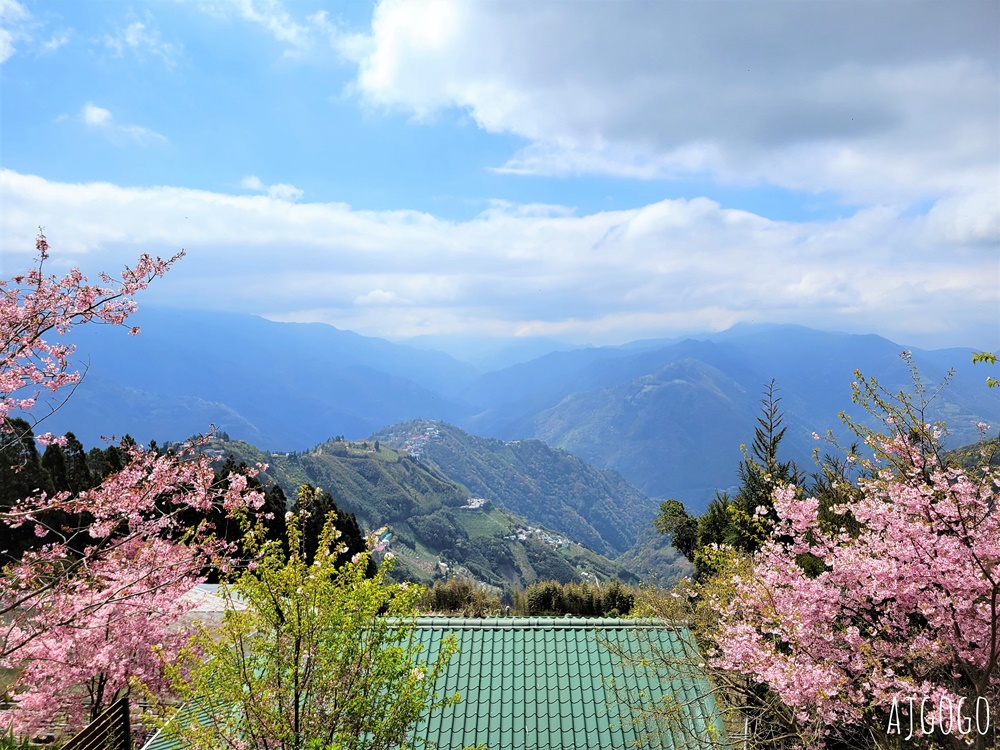 2026桃園景點 恩愛農場 桃園拉拉山櫻花季 富士櫻、千島櫻接力盛開