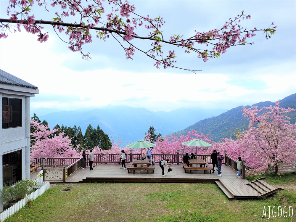 2026桃園景點 恩愛農場 桃園拉拉山櫻花季 富士櫻、千島櫻接力盛開