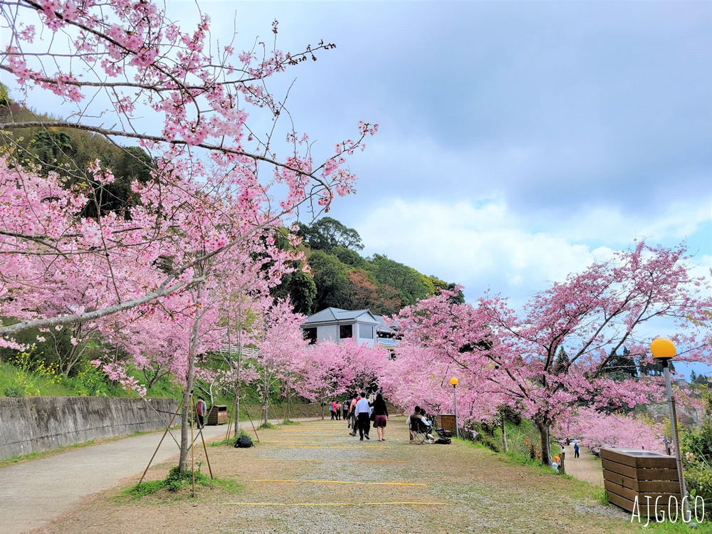 2026桃園景點 恩愛農場 桃園拉拉山櫻花季 富士櫻、千島櫻接力盛開