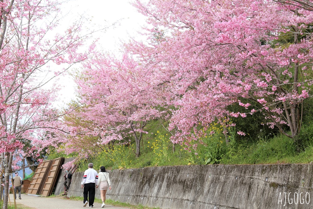 2026桃園景點 恩愛農場 桃園拉拉山櫻花季 富士櫻、千島櫻接力盛開