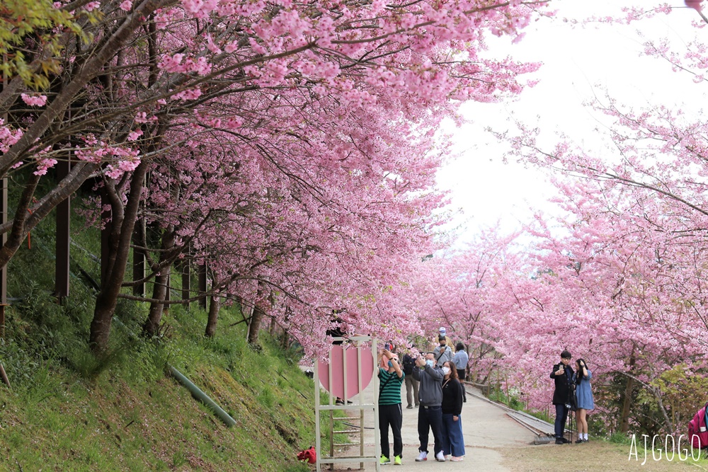 2026桃園景點 恩愛農場 桃園拉拉山櫻花季 富士櫻、千島櫻接力盛開