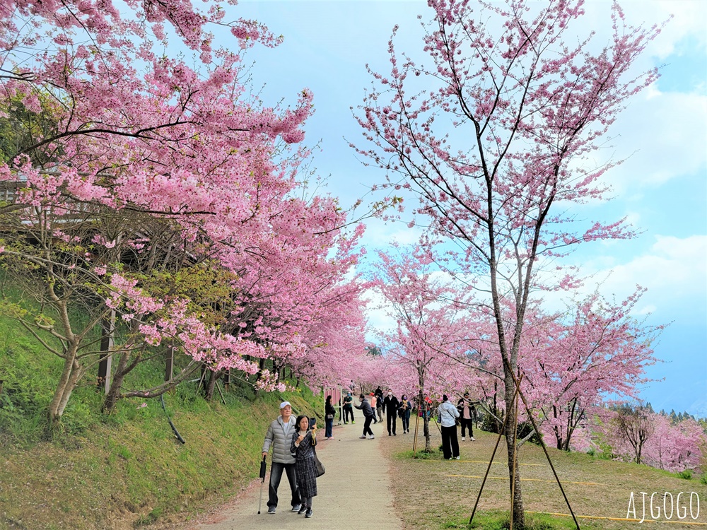 2026桃園景點 恩愛農場 桃園拉拉山櫻花季 富士櫻、千島櫻接力盛開