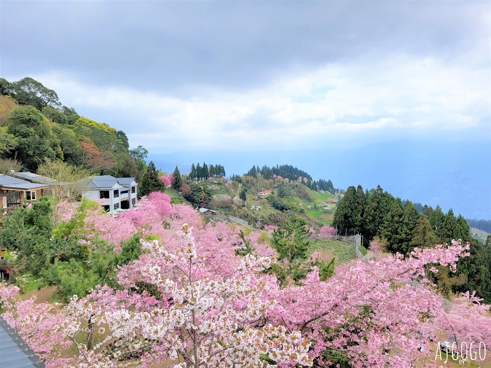2026桃園景點 恩愛農場 桃園拉拉山櫻花季 富士櫻、千島櫻接力盛開