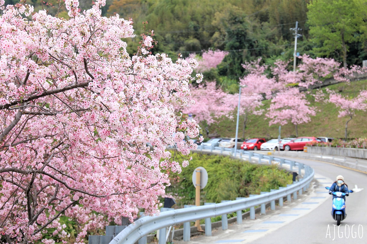 桃園景點 拉拉山遊客中心 巴陵道路沿線 200顆千島櫻每年3月綻放 拉拉山一日遊