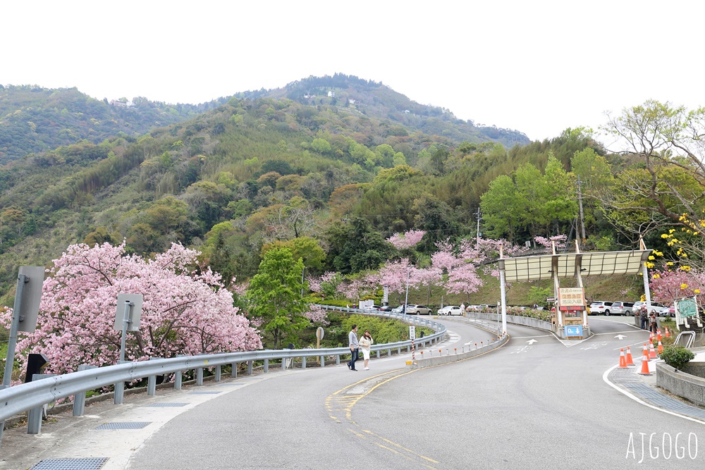 桃園景點 拉拉山遊客中心 巴陵道路沿線 200顆千島櫻每年3月綻放 拉拉山一日遊