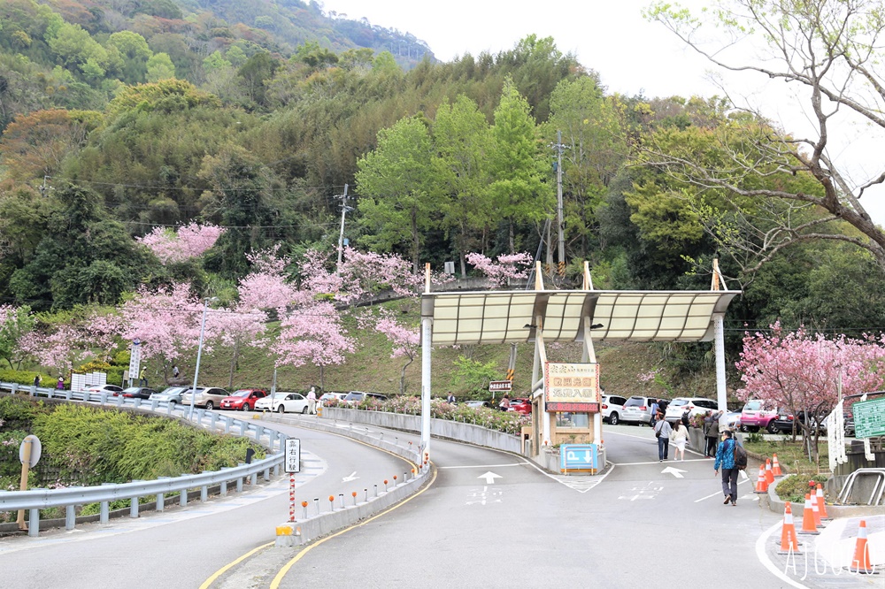 桃園景點 拉拉山遊客中心 巴陵道路沿線 200顆千島櫻每年3月綻放 拉拉山一日遊