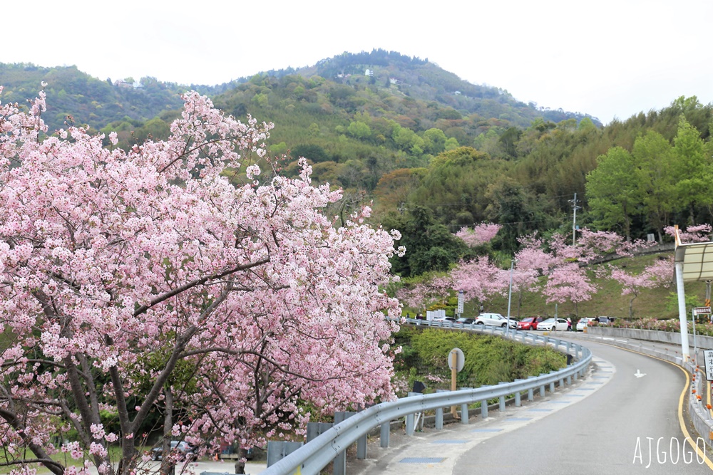 桃園景點 拉拉山遊客中心 巴陵道路沿線 200顆千島櫻每年3月綻放 拉拉山一日遊