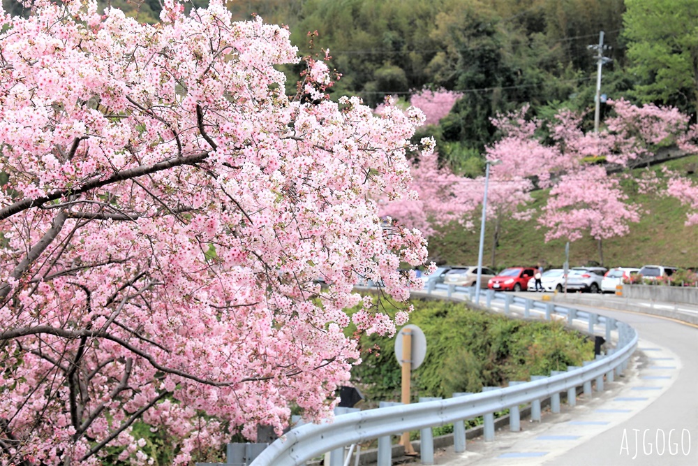 桃園景點 拉拉山遊客中心 巴陵道路沿線 200顆千島櫻每年3月綻放 拉拉山一日遊