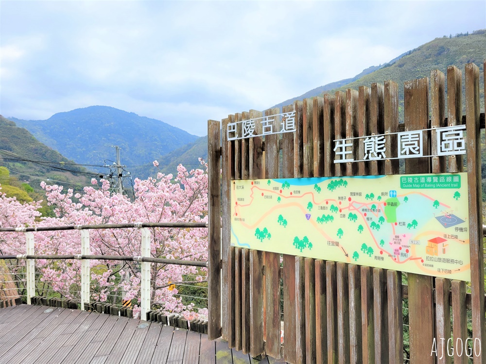 桃園景點 拉拉山遊客中心 巴陵道路沿線 200顆千島櫻每年3月綻放 拉拉山一日遊