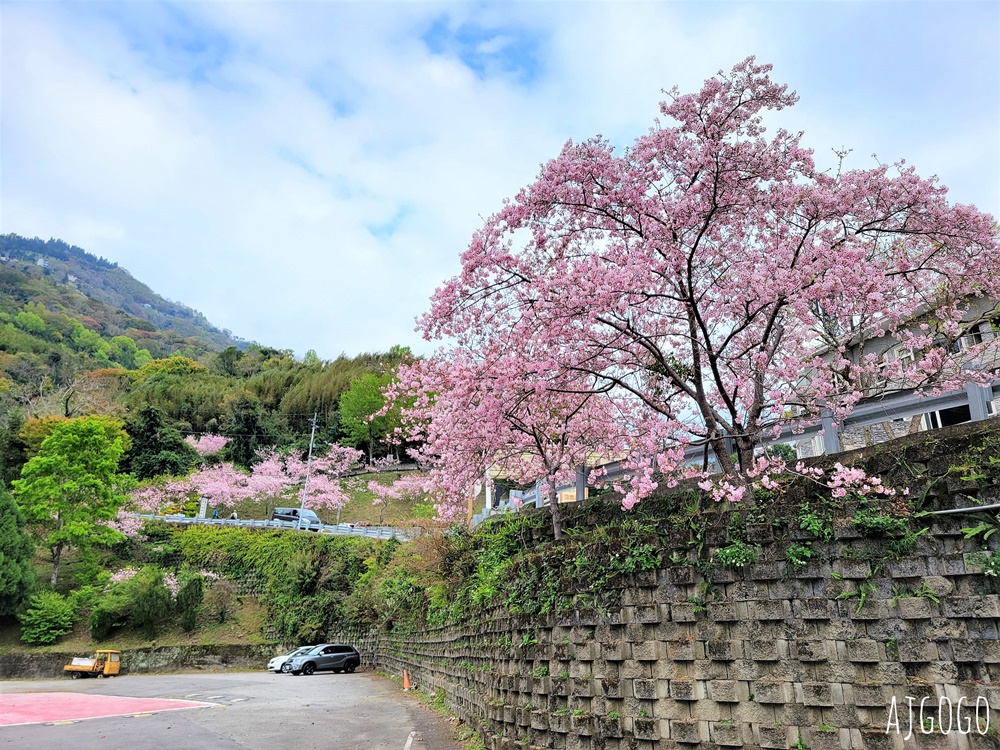 桃園景點 拉拉山遊客中心 巴陵道路沿線 200顆千島櫻每年3月綻放 拉拉山一日遊
