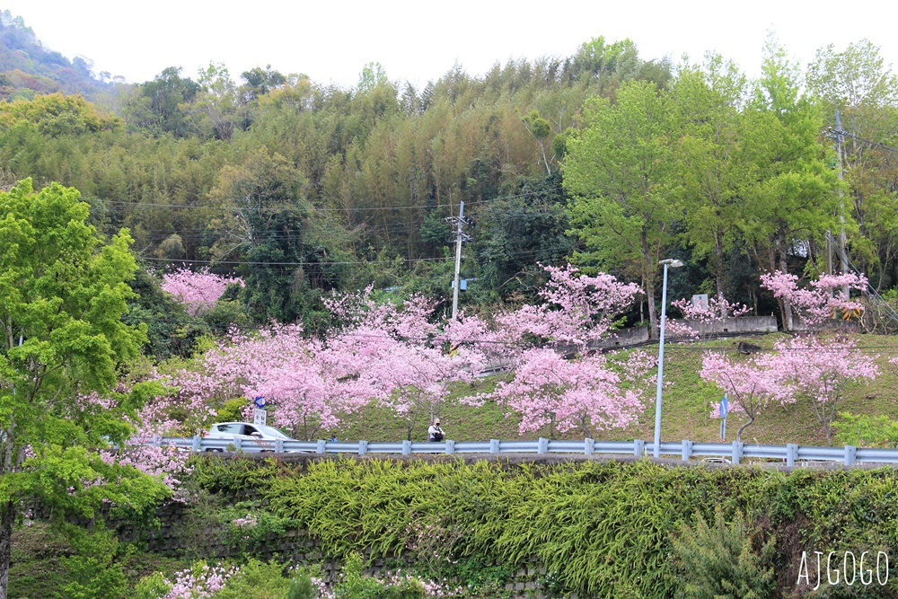 桃園景點 拉拉山遊客中心 巴陵道路沿線 200顆千島櫻每年3月綻放 拉拉山一日遊