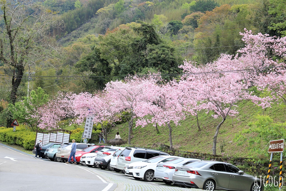 桃園景點 拉拉山遊客中心 巴陵道路沿線 200顆千島櫻每年3月綻放 拉拉山一日遊