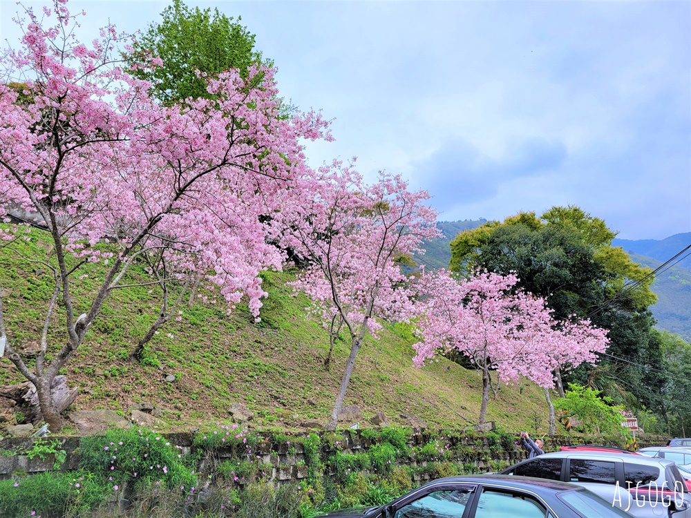 桃園景點 拉拉山遊客中心 巴陵道路沿線 200顆千島櫻每年3月綻放 拉拉山一日遊