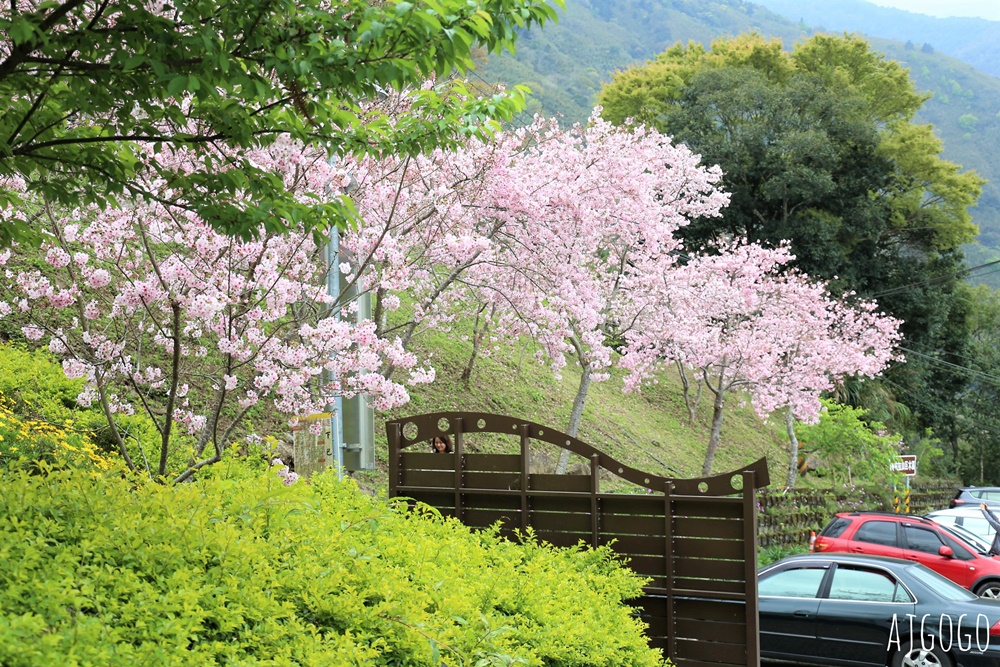 桃園景點 拉拉山遊客中心 巴陵道路沿線 200顆千島櫻每年3月綻放 拉拉山一日遊