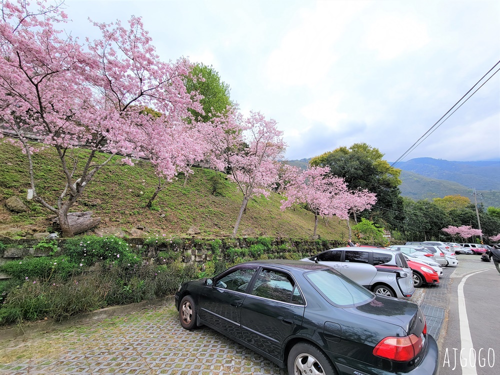 桃園景點 拉拉山遊客中心 巴陵道路沿線 200顆千島櫻每年3月綻放 拉拉山一日遊