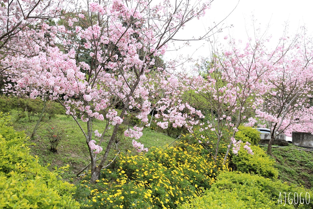 桃園景點 拉拉山遊客中心 巴陵道路沿線 200顆千島櫻每年3月綻放 拉拉山一日遊