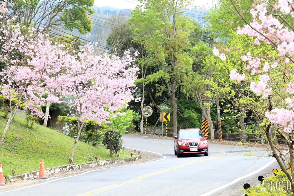 桃園景點 拉拉山遊客中心 巴陵道路沿線 200顆千島櫻每年3月綻放 拉拉山一日遊