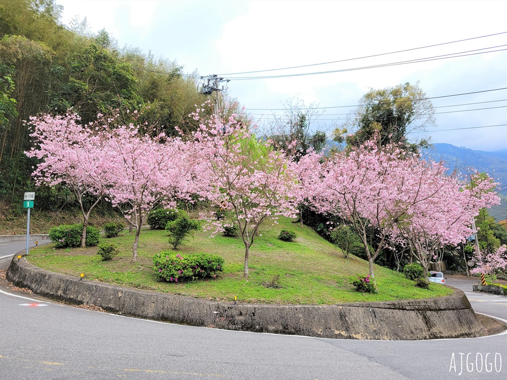 桃園景點 拉拉山遊客中心 巴陵道路沿線 200顆千島櫻每年3月綻放 拉拉山一日遊