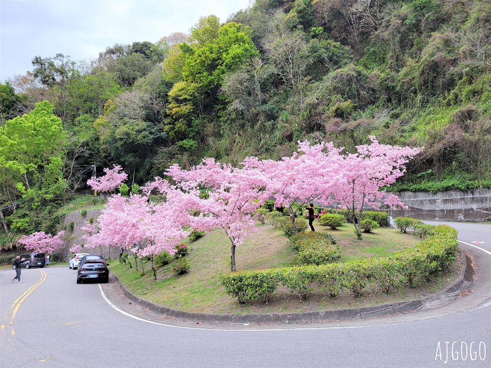 桃園景點 拉拉山遊客中心 巴陵道路沿線 200顆千島櫻每年3月綻放 拉拉山一日遊