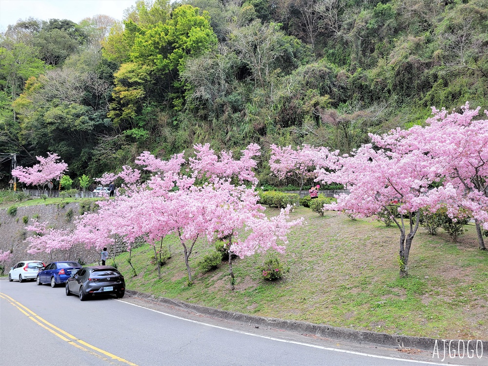 桃園景點 拉拉山遊客中心 巴陵道路沿線 200顆千島櫻每年3月綻放 拉拉山一日遊