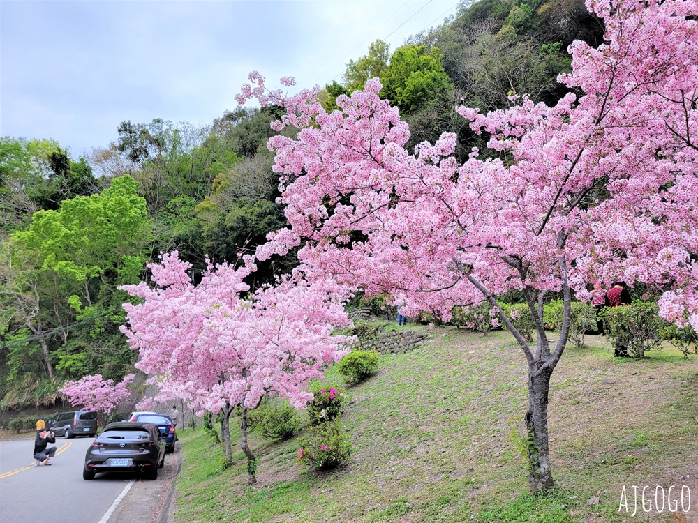 桃園景點 拉拉山遊客中心 巴陵道路沿線 200顆千島櫻每年3月綻放 拉拉山一日遊