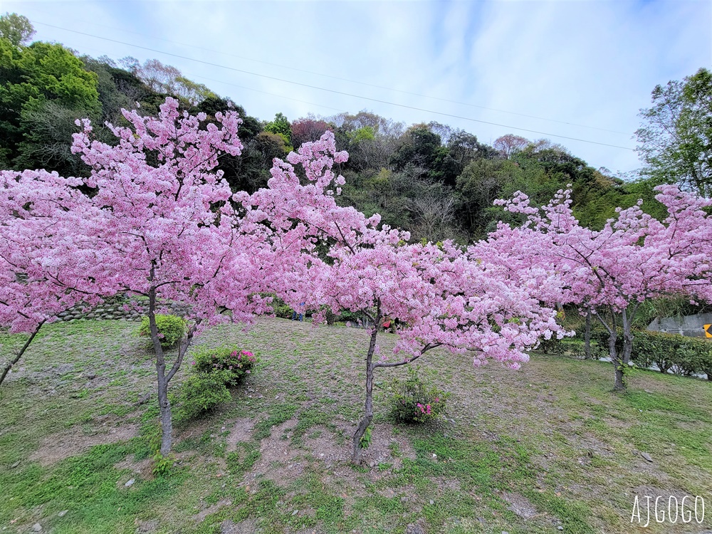 桃園景點 拉拉山遊客中心 巴陵道路沿線 200顆千島櫻每年3月綻放 拉拉山一日遊