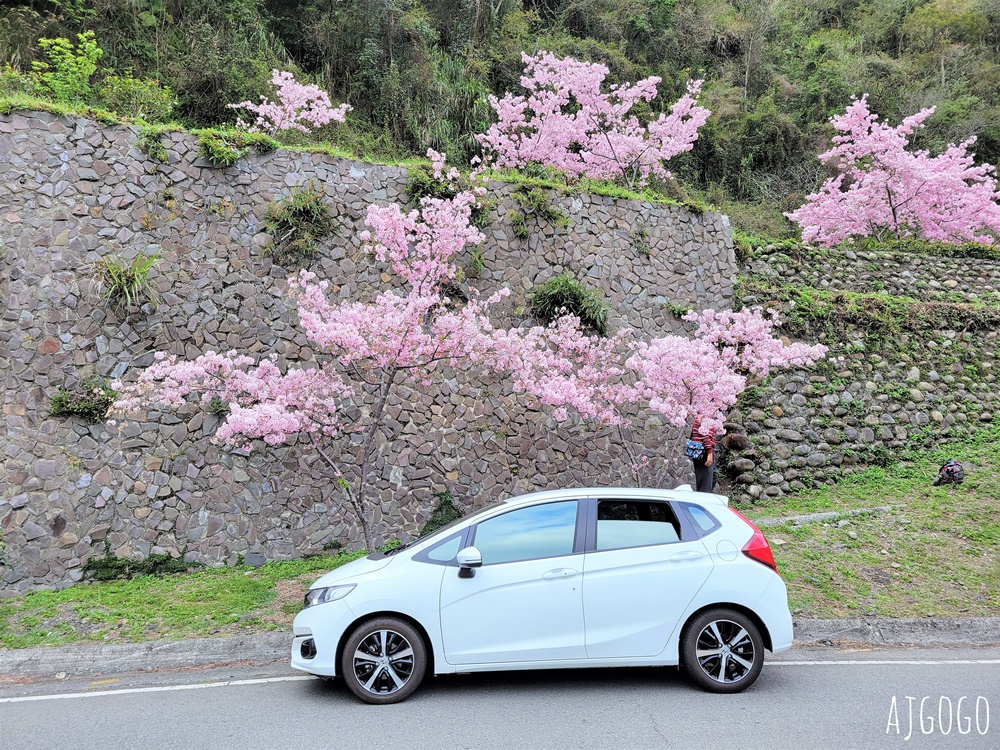 桃園景點 拉拉山遊客中心 巴陵道路沿線 200顆千島櫻每年3月綻放 拉拉山一日遊