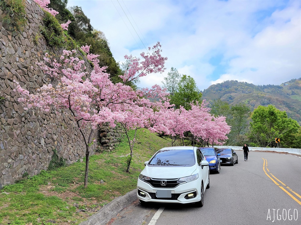 桃園景點 拉拉山遊客中心 巴陵道路沿線 200顆千島櫻每年3月綻放 拉拉山一日遊