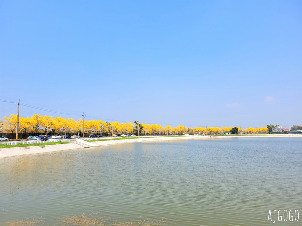 2026嘉義景點 陳井寮堤 嘉義大林黃花風鈴木 綿延不絕的金黃堤岸